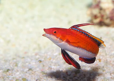 cirrhilabrus rubriventralis