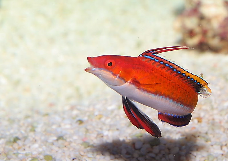 cirrhilabrus rubriventralis