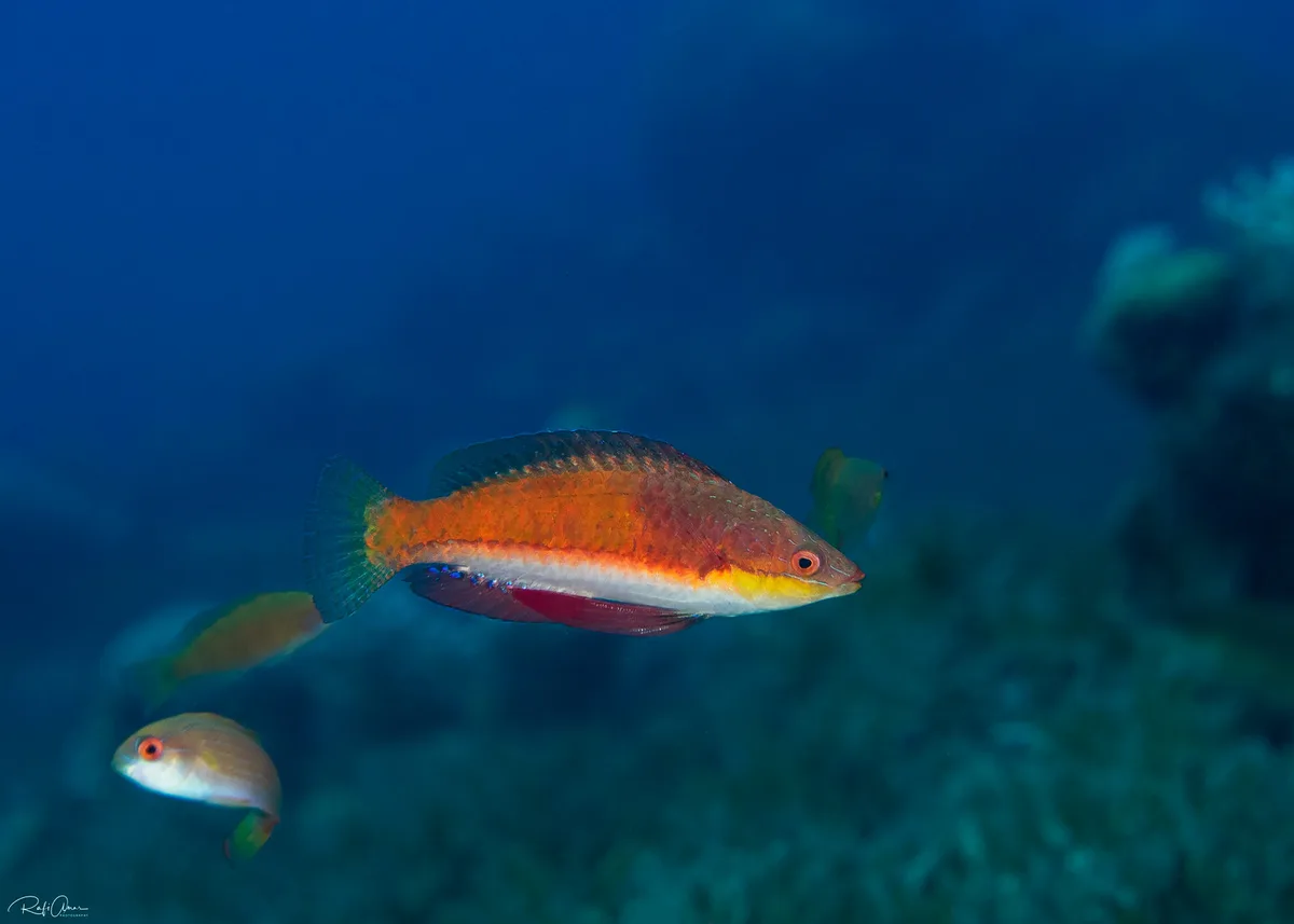 Social Wrasse - Cirrhilabrus rubriventralis