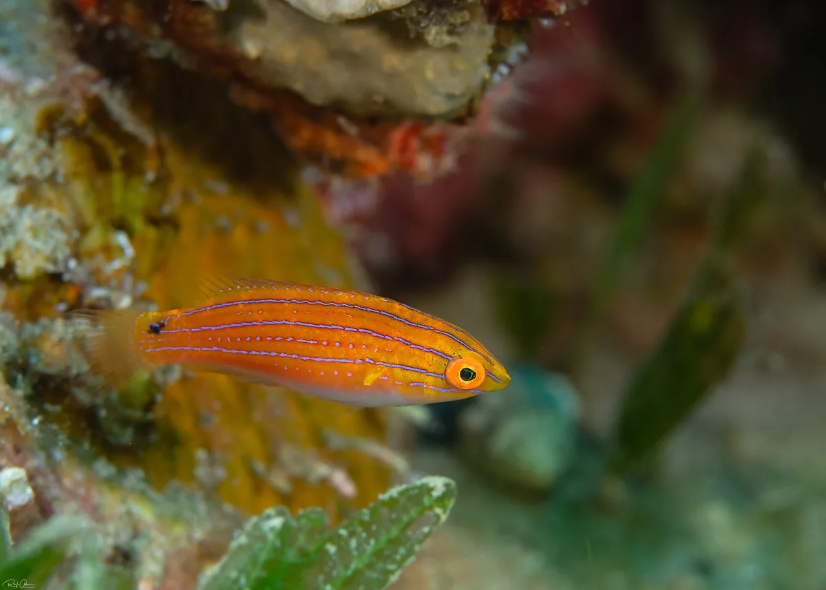 Cirrhilabrus rubriventralis - Social Wrasse - פיונית החוט