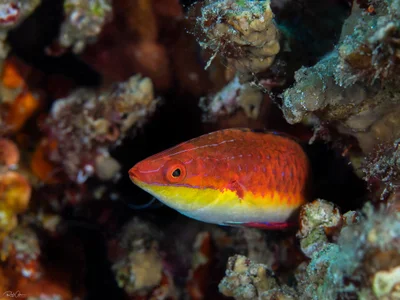Cirrhilabrus rubriventralis - אילת, ישראל