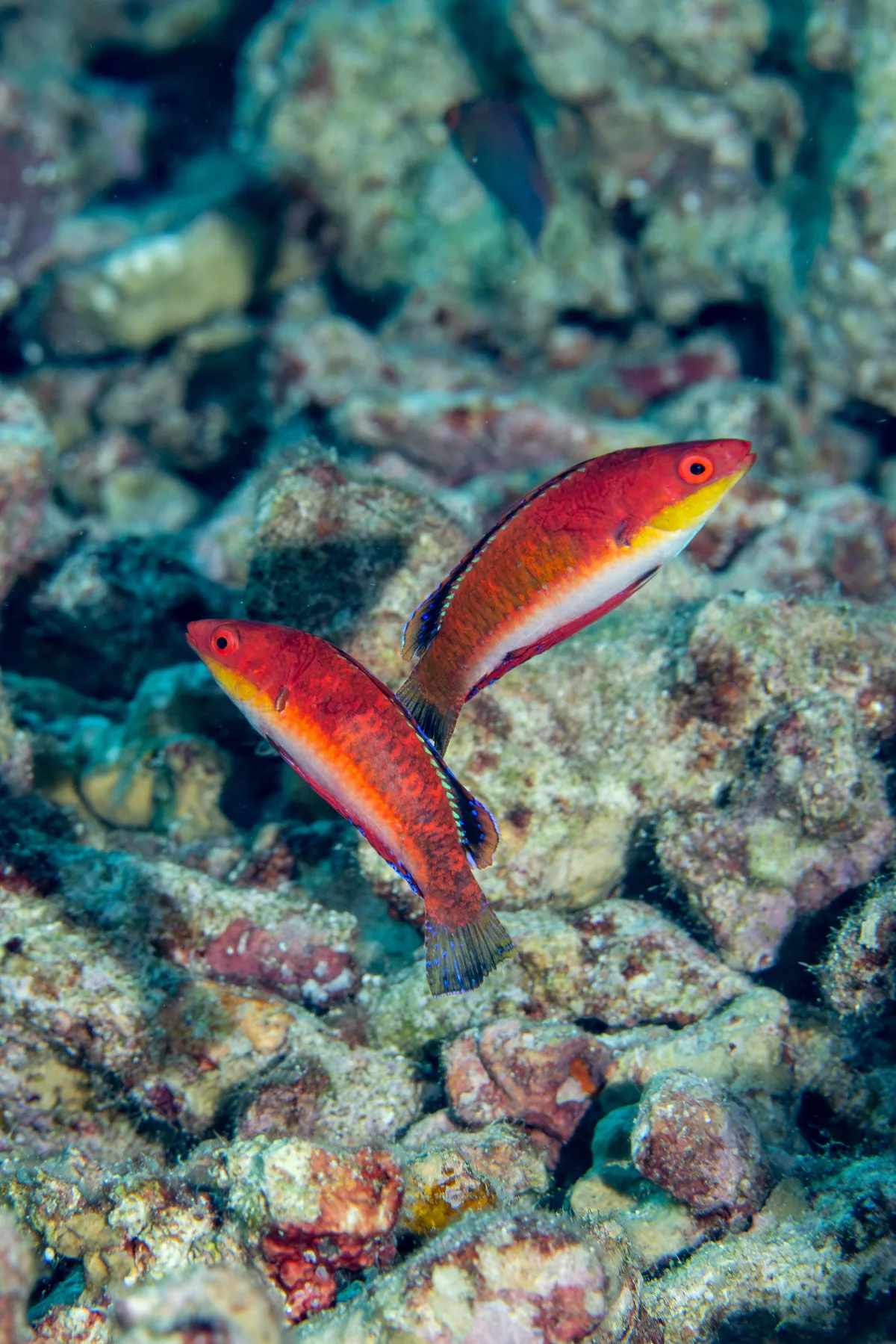 Cirrhilabrus rubriventralis - Red Sea, Mecca, SA