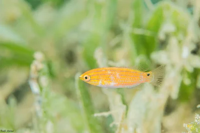 Cirrhilabrus rubriventralis - אילת, ישראל