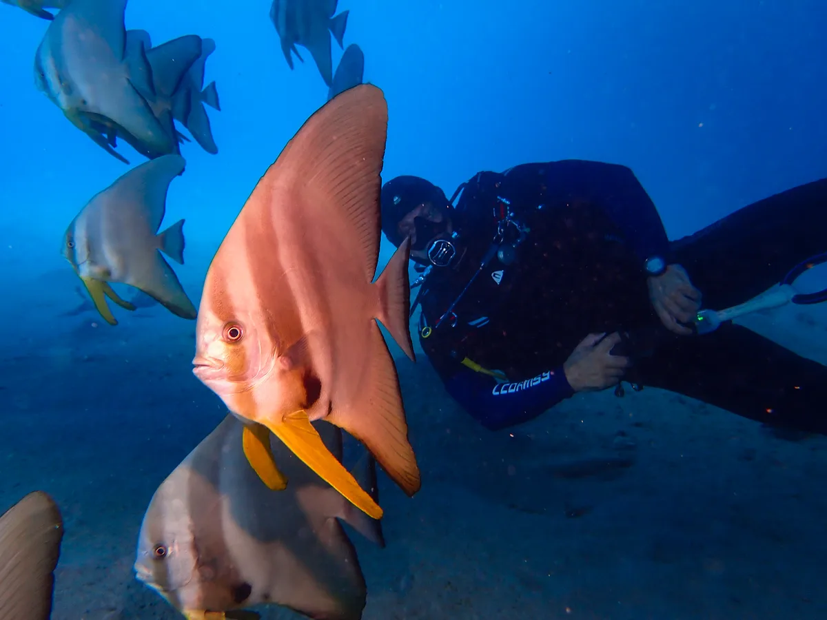 Longfin spadefish