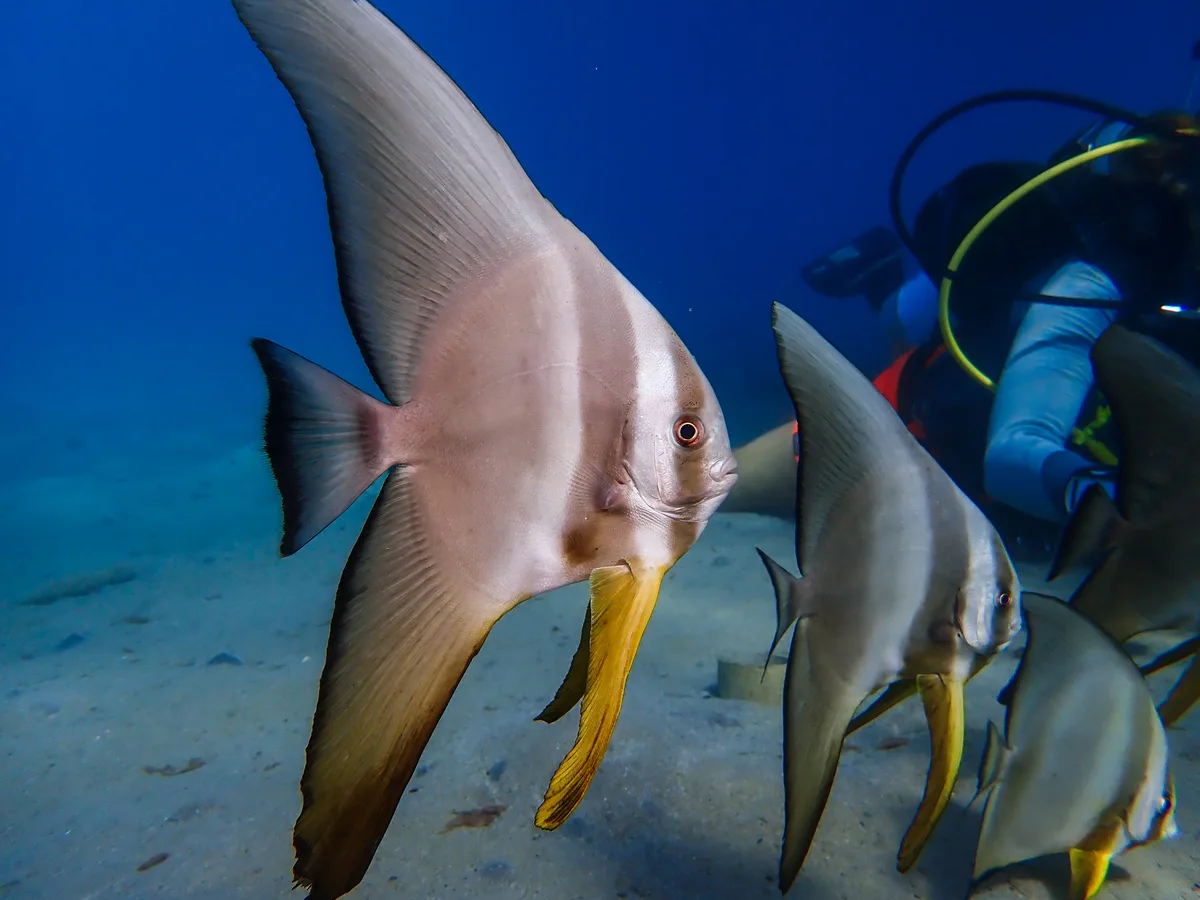 Longfin spadefish