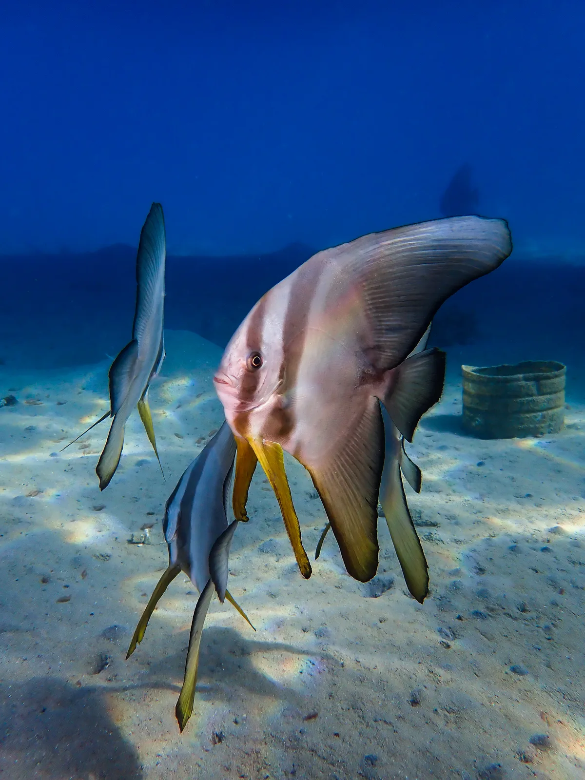 Longfin spadefish