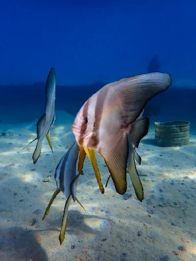 Longfin spadefish