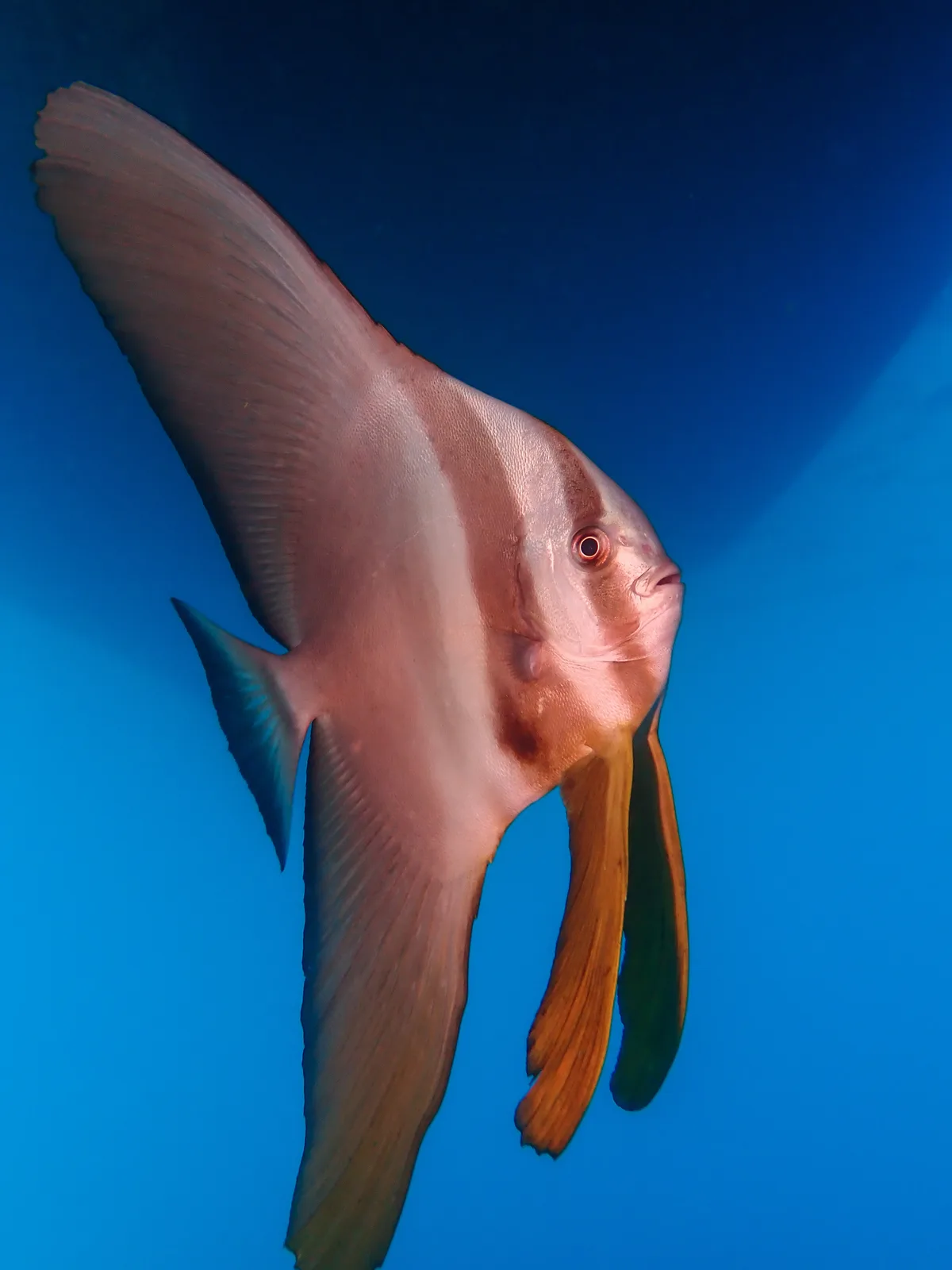 Longfin Spadefish