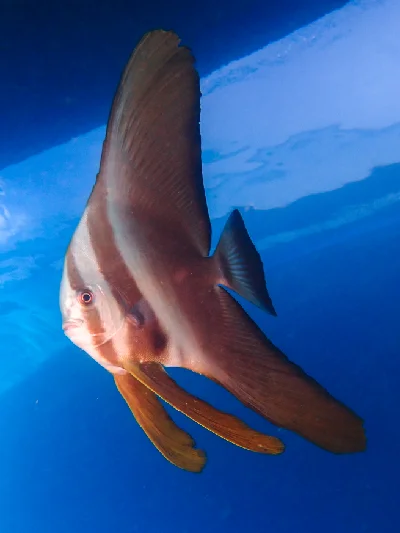 Longfin Spadefish