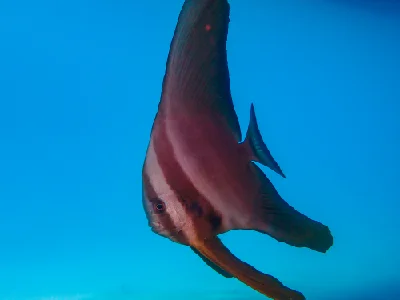 Longfin Spadefish