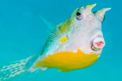 Longhorn Cowfish