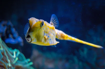 Kuhkofferfisch