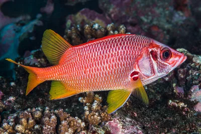 Sabre squirrelfish - Sargocentron spiniferum