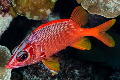 Sabre squirrelfish - Sargocentron spiniferum