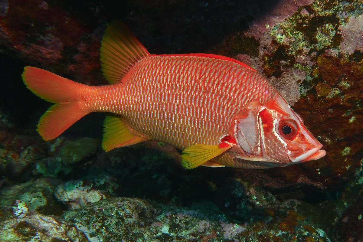 I always felt this was a handsome species of squirrelfish. They're usually quite shy, but this one allowed several photos.