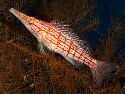 Longnose Hawkfish