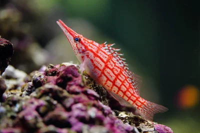 Oxycirrhites typus