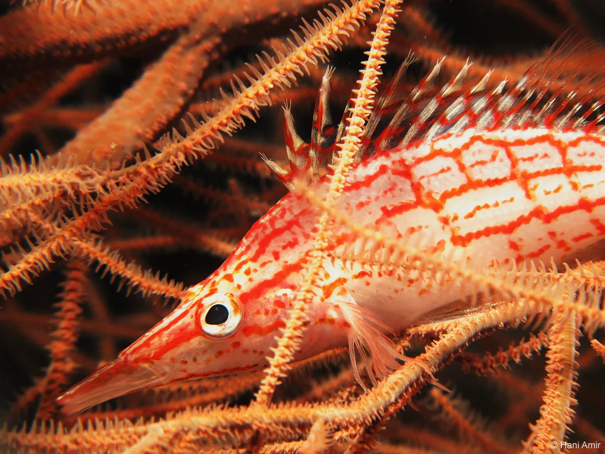 Oxycirrhites typus