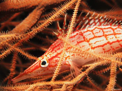 Oxycirrhites typus
