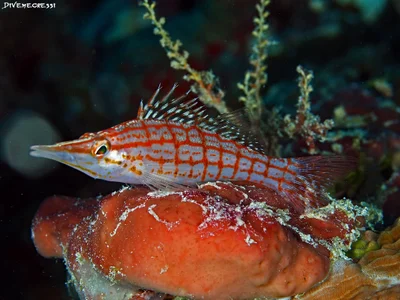 Longnose Hawkfish - Oxycirrhites typus