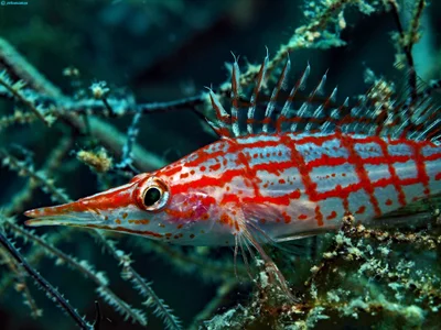 Longnose Hawkfish - Oxycirrhites typus