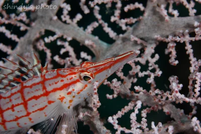 Oxycirrhites typus