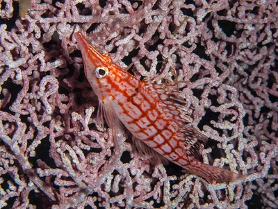 Oxycirrhites  Typus