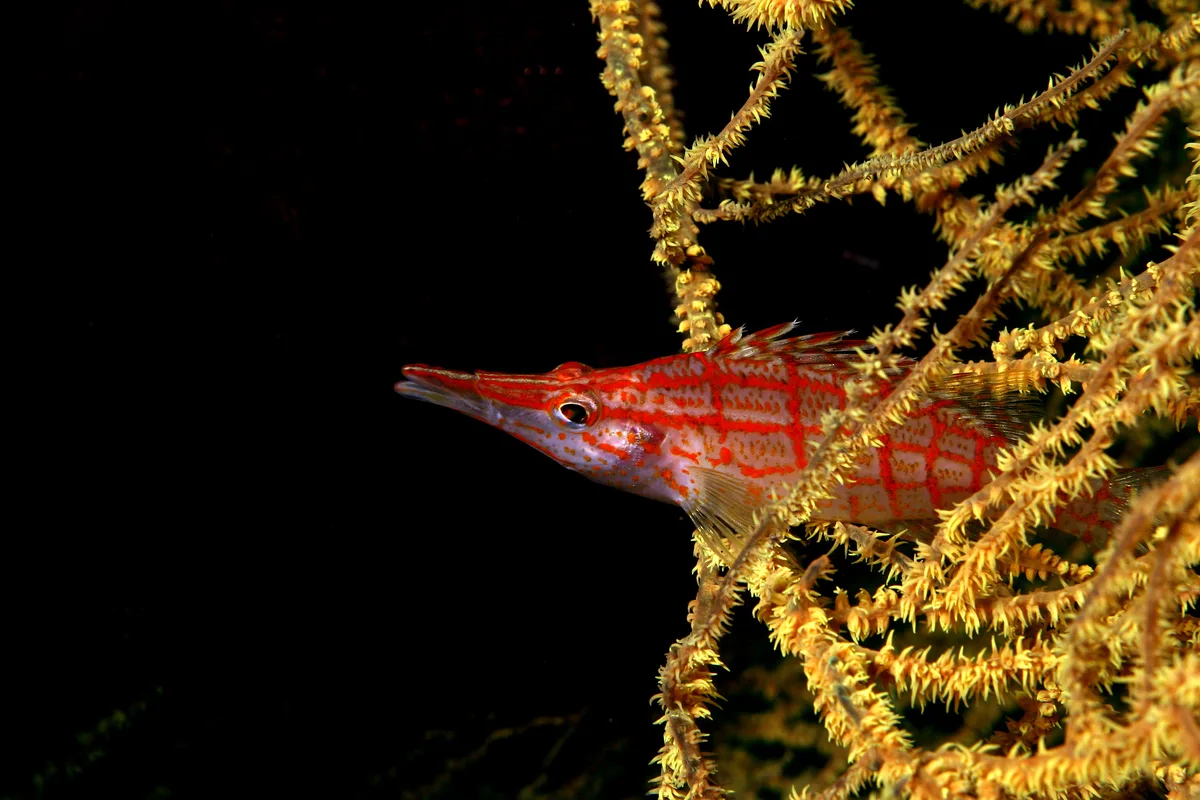 Oxycirrhites typus