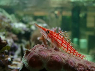 Oxycirrhites typus