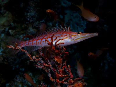 Oxycirrhites typus