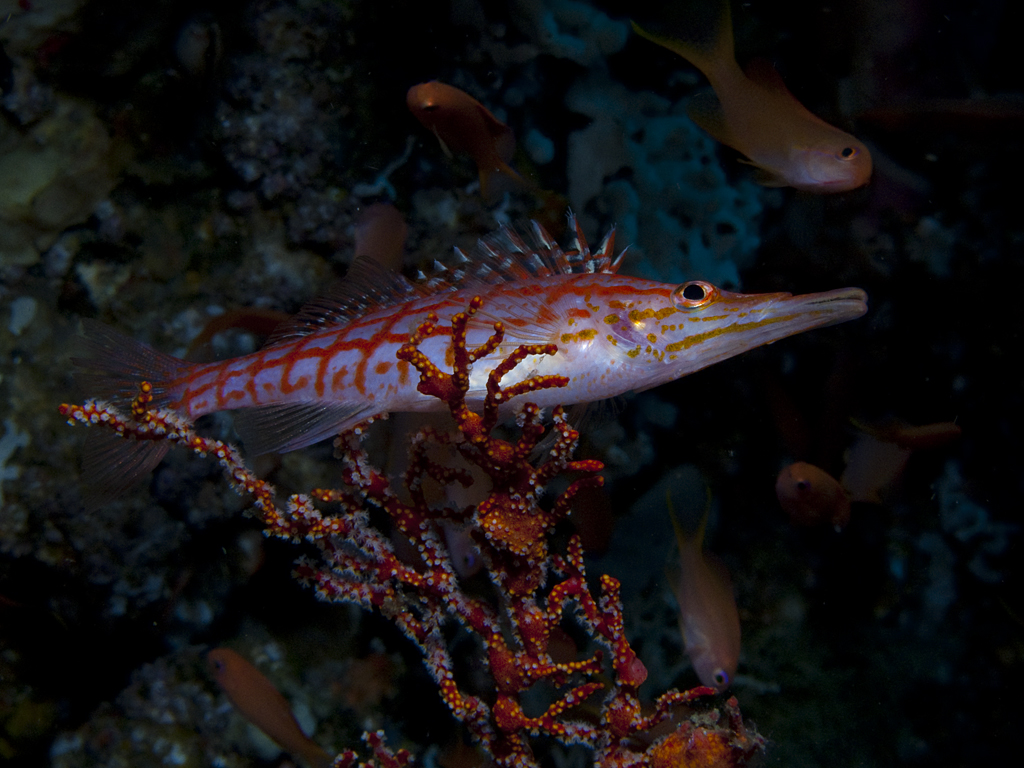 Oxycirrhites typus