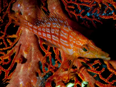 Oxycirrhites typus