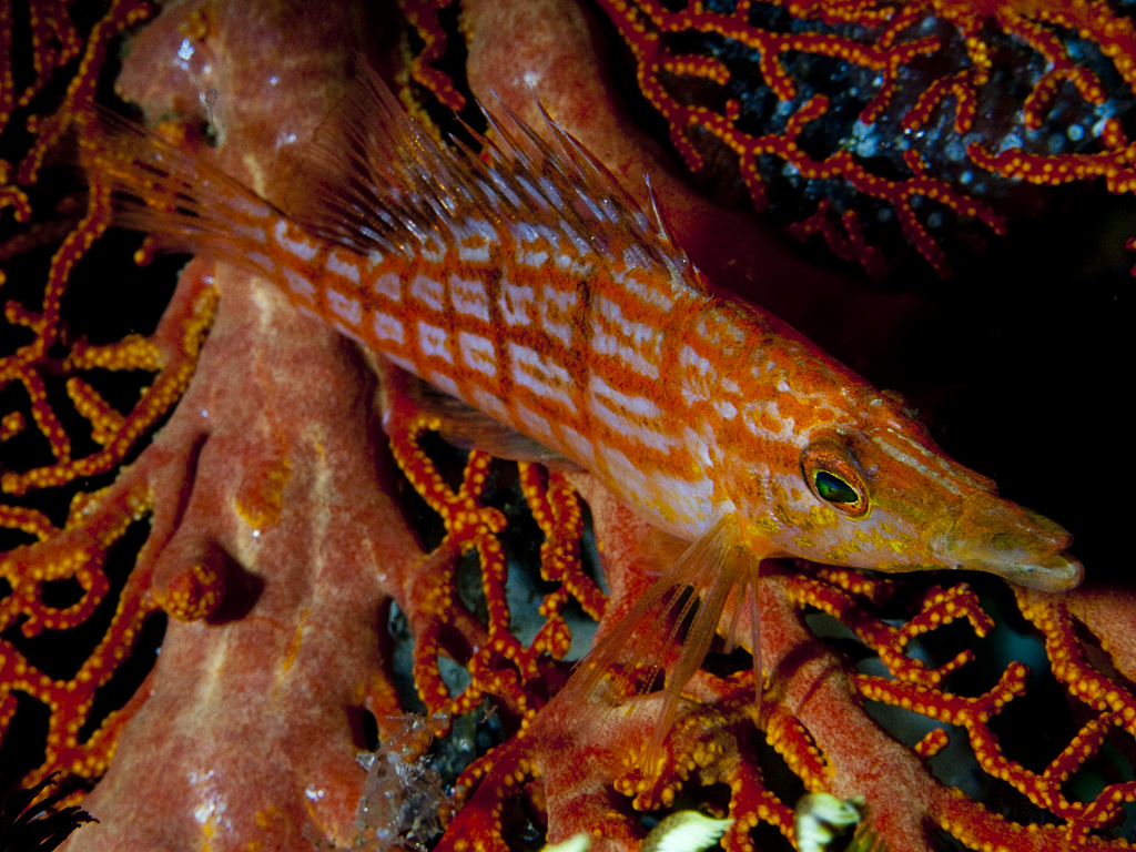 Oxycirrhites typus