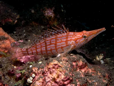 Oxycirrhites typus