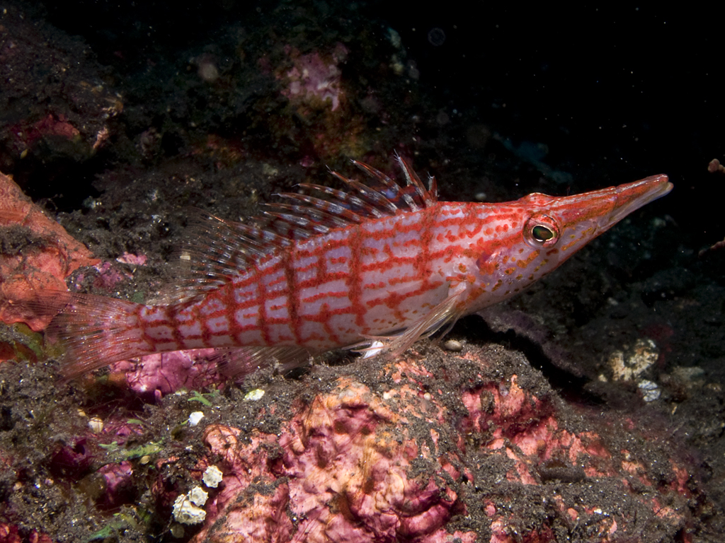 Oxycirrhites typus
