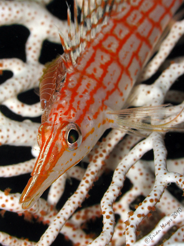 Longnose Hawkfish (Oxycirrhites typus)