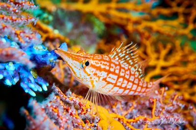 Longnose Hawkfish