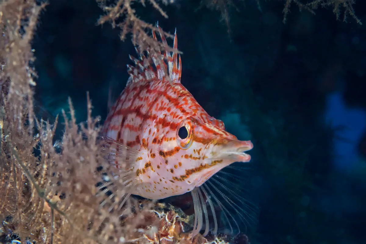 Longnose hawkfish at Daryl laut (Oxycirrhites typus)