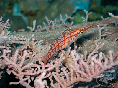 Longnose Hawkfish (Oxycirrhites typus)