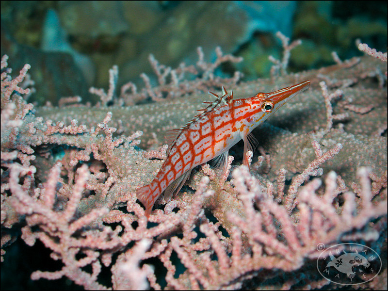 Longnose Hawkfish (Oxycirrhites typus)