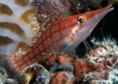 Beaky (Oxycirrhites typus)