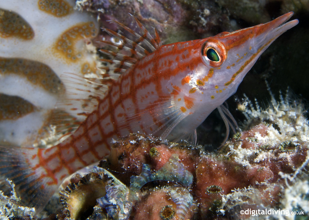 Beaky (Oxycirrhites typus)