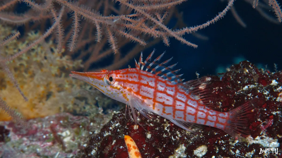 Longnosed Hawkfish (Oxycirrhites typus)