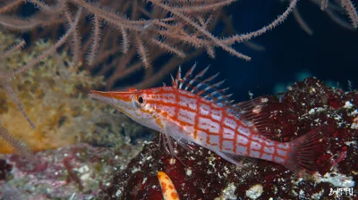 Longnosed Hawkfish (Oxycirrhites typus)