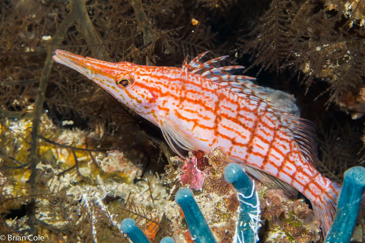 Longnose Hawkfish (Oxycirrhites typus)
