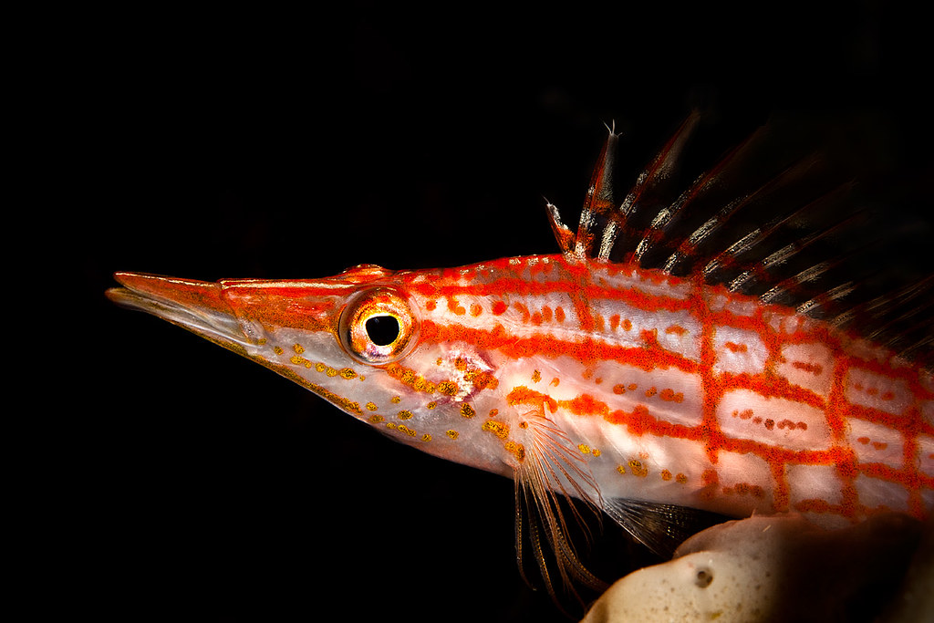 Longnose Hawkfish