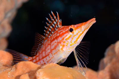 Oxycirrhites typus 14 9715