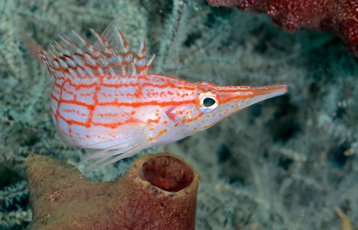 Oxycirrhites typus 14 8371