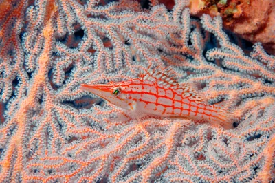 Oxycirrhites typus 11 0944