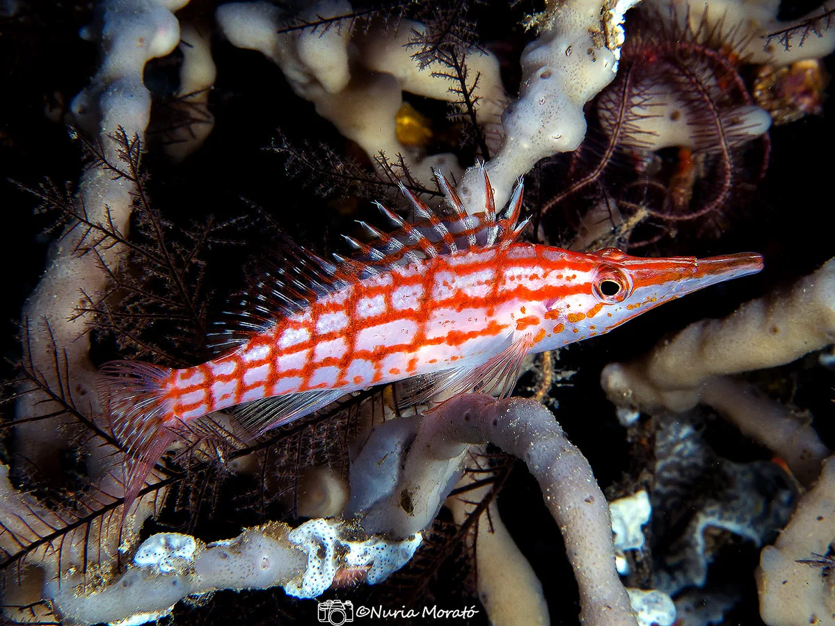 Longnose Hawkfish, Oxycirrhites typus